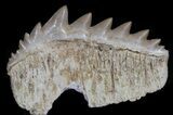 Fossil Cow Shark (Hexanchus) Tooth - Morocco #35016-1